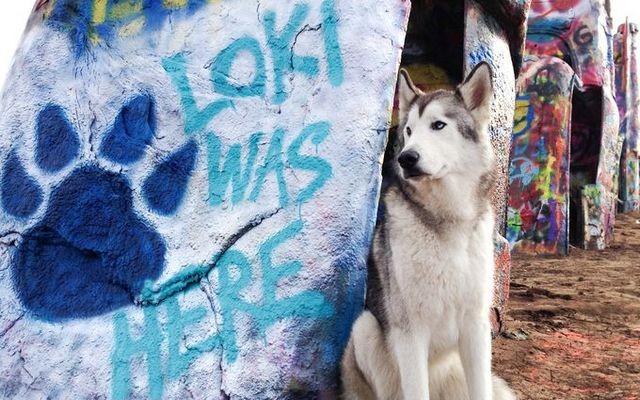 This Dog Has Had More Adventures Than Most of Us Ever Will