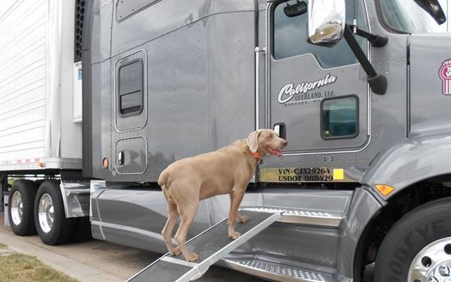 This Good Samaritan Has Driven More Than 1 Million Miles to Save 30,000 Dogs