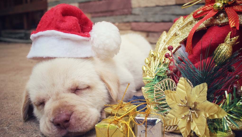 Tips to Ensure Your Dog is Safe During the Holidays