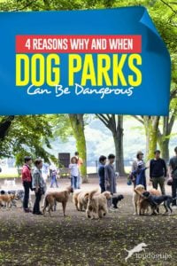 Top 4 Reasons Why and When Dog Parks Can Be Dangerous