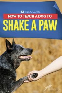 Video Guide - How to Teach a Dog to Shake a Paw