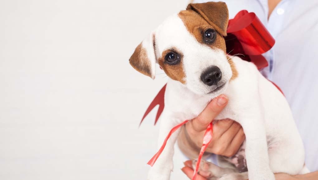 Why You Should Never Give Pets As Gifts