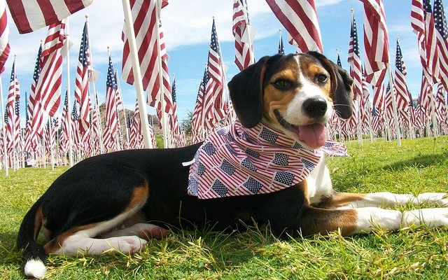 Your #PatrioticPup Could Win $100K for Charity