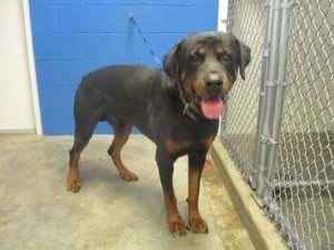 adopted dog rottweiler kills his new owner