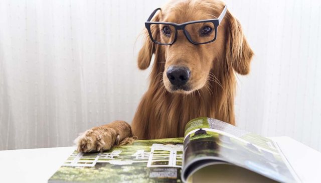 10 Best Dog Magazines of 2020