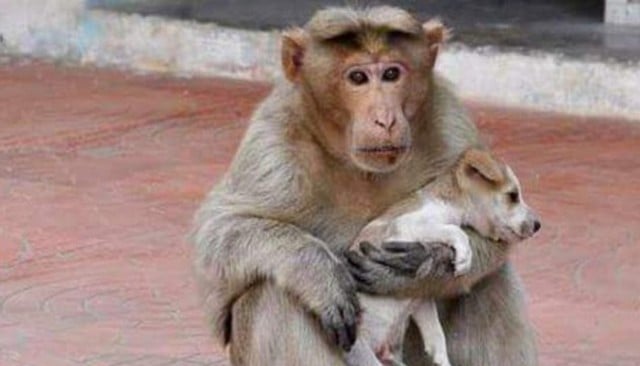 Aww...This Monkey Adopted a Homeless Puppy