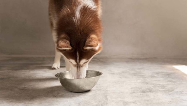 Best Dog Food for Huskies - The 5 Vet Recommended Brands featured image