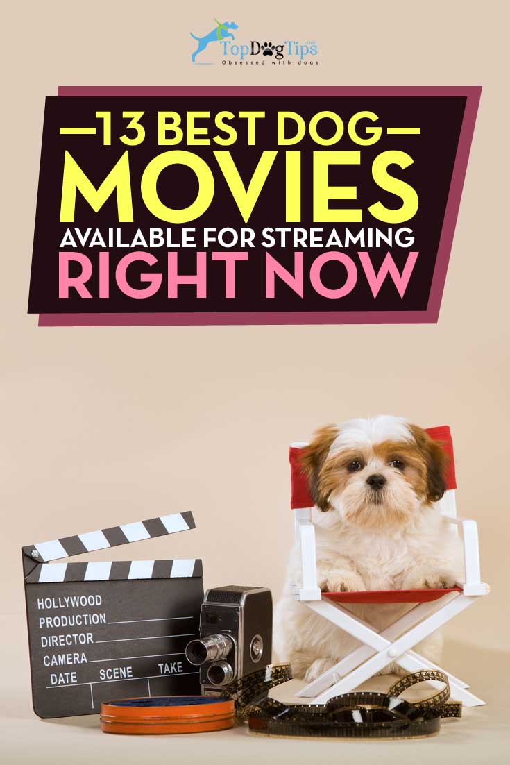 Best Dog Movies Available for Streaming Right Now