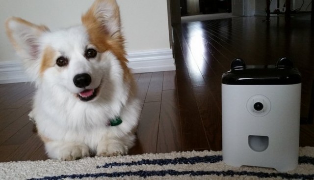 Does Your Dog Need a Smartphone