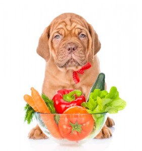 Dog Diet to Lose Weight