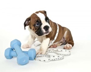 Dog Exercise to Lose Weight