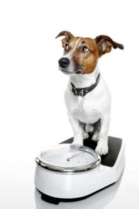 Dog Scale for Overweight Dogs