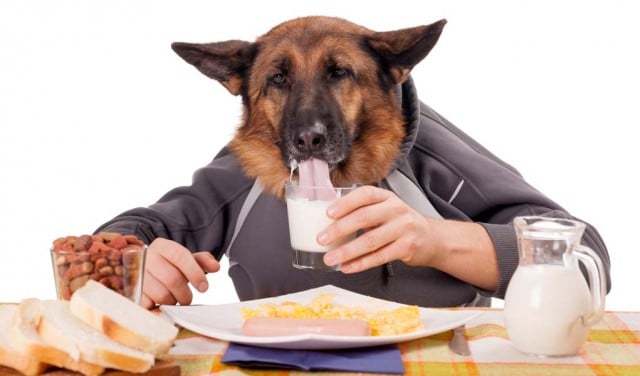 Foods Dogs Should Not Eat - 10 Human Foods That Are Dangerous To Dogs