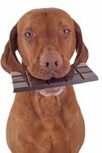 Chocolate is dangerous for dogs