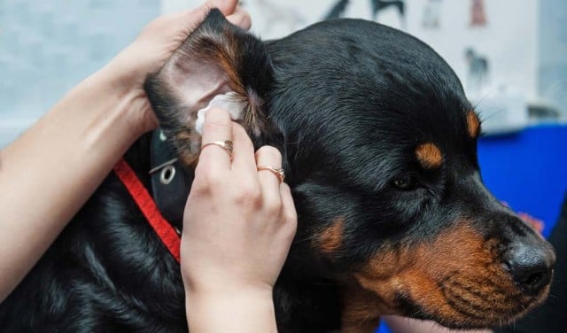 Homemade Dog Ear Cleaner