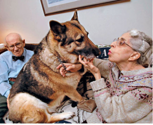 How Dogs Help People - Best Stories From Around the Internet