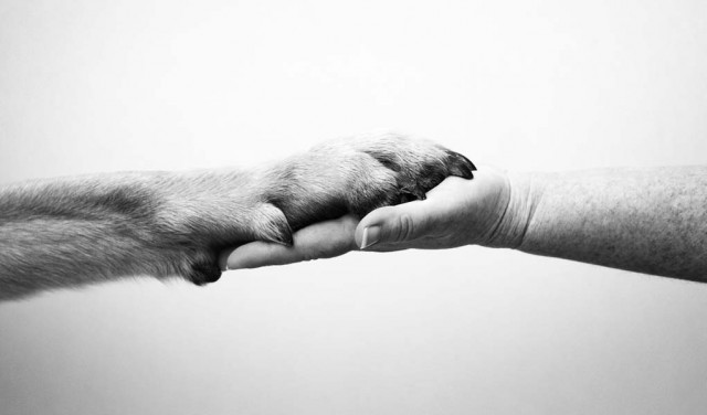 How Dogs Help People - Best Stories From Around the Internet