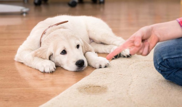 How to Get Dog Urine Smell Out of Carpet