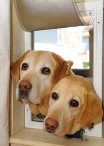 How to Install a Dog Door at Home for Pets