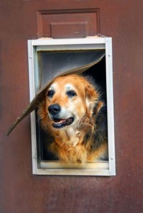 How to Install a Dog Door at Home for Pets