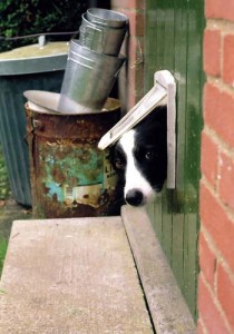 How to Install a Dog Door at Home for Pets