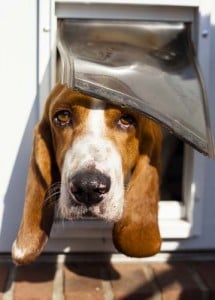 How to Install a Dog Door at Home for Pets