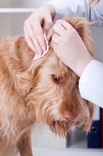 How to clean dog ears at home