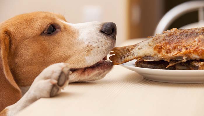 Human Foods That Are Dangerous To Dogs