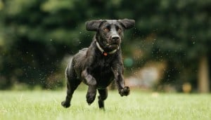 Is Your Dog Getting Enough Exercise