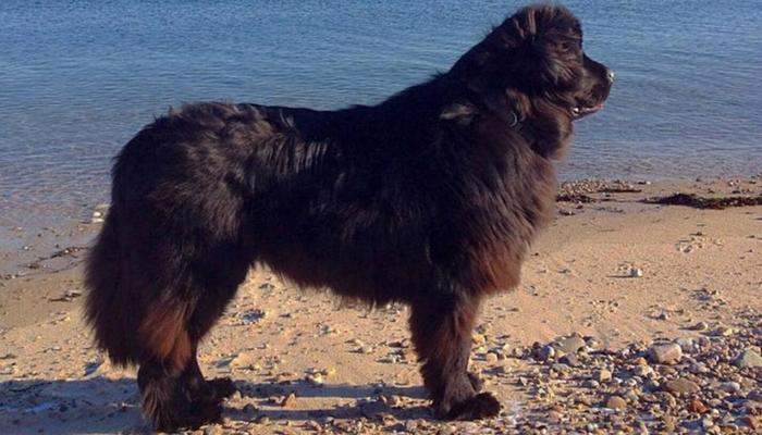 Newfoundland Finds Something Interesting While Walking a Beach in Massachusetts