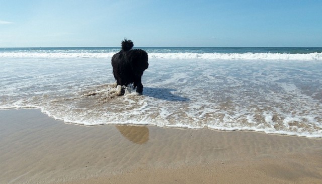 Newfoundland Finds Something Interesting While Walking a Beach in Massachusetts