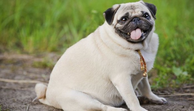 Pet Obesity Is Your Dog Adding to the Statistic