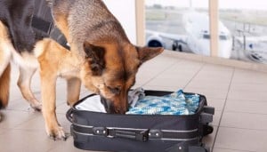 Shipping a Dog by Plane