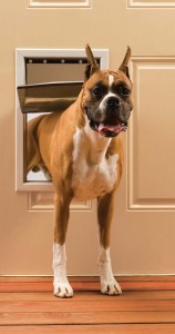 The Convenience of Electronic Dog Door