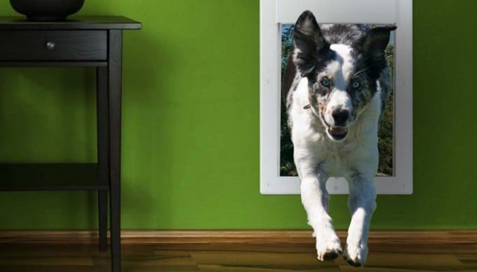 The Convenience of Electronic Dog Doors