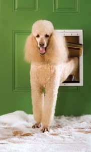 The Convenience of Electronic Pet Door for Dogs