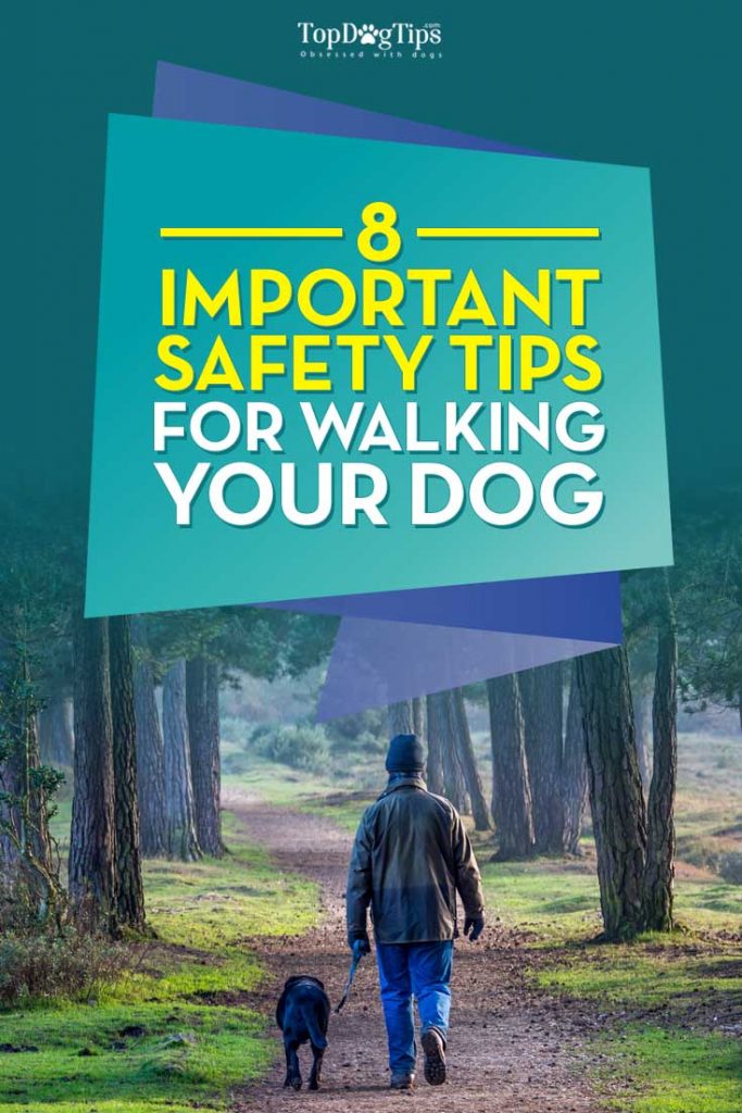 Tips for Walking Your Dog Safely Every Single Day