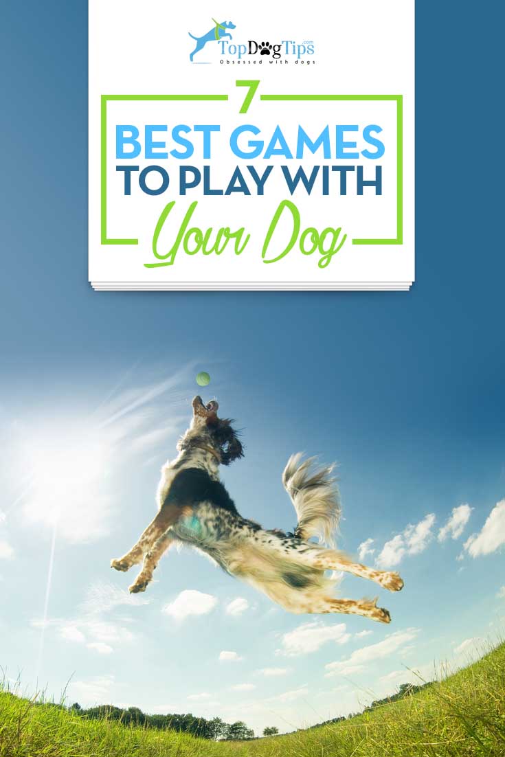 Top Best Games to Play With Dogs