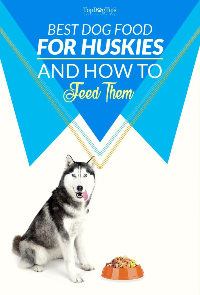 Vet Recommended Best Dog Food for Huskies