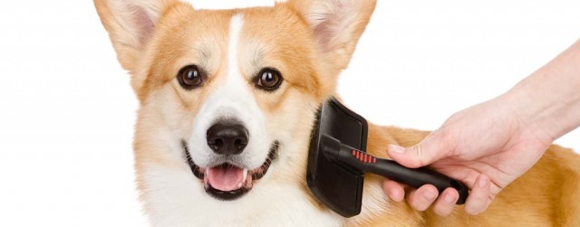 What Is the Best Dog Brush for Dogs