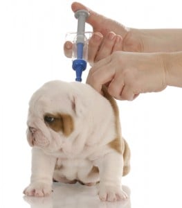 What Shots Do Puppies Need - Dog Vaccination Schedule