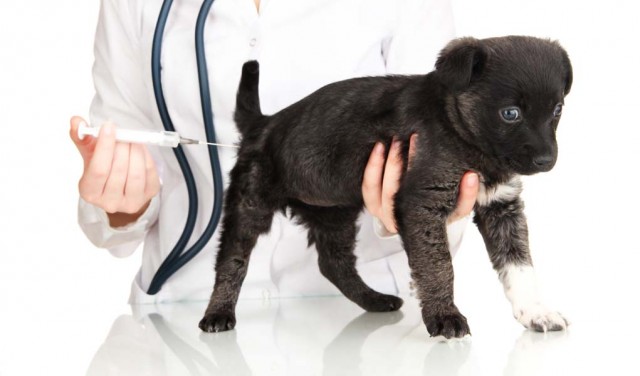 What Shots Do Puppies Need - Dog Vaccination Schedule