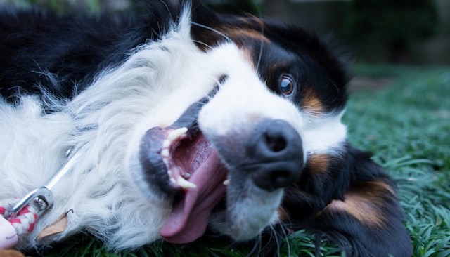 You'll Never Believe Who Launched This New Dog Treat