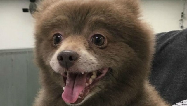 Mysterious bear dog identified - featured image