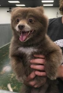 Bear Dog