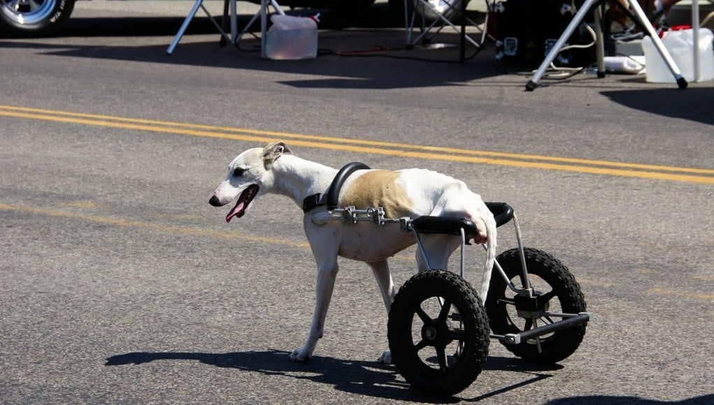 making life easier for a disabled dog