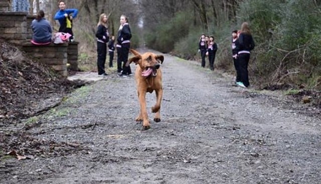 this pup ran a half marathon...by accident