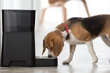 Best Automatic Dog Food Dispenser