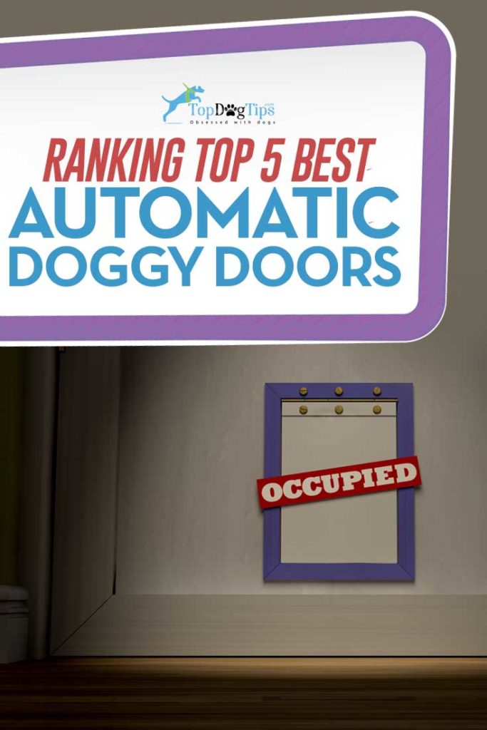 Best Automatic Dog Doors for Your Home