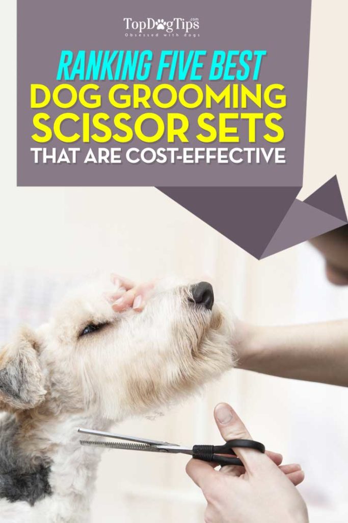 Best Dog Grooming Scissors Sets to Try at Home